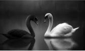 White swan event